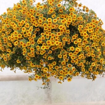 Calibrachoa Superbells 'Apricot Punch' 