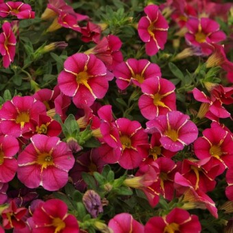 Calibrachoa Superbells 'Cherry Star'