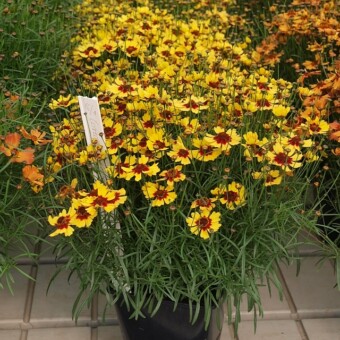 Coreopsis ‘Pineapple Pie’