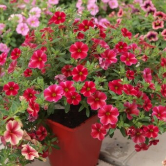 Calibrachoa Aloha ‘Volcano Neon’