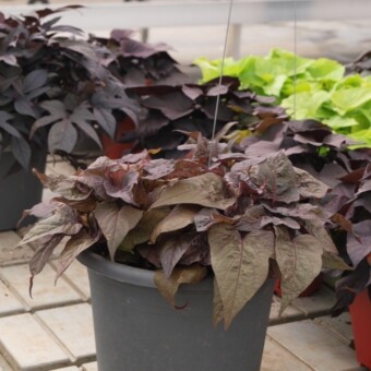 Impomoea batatas ‘Bright Ideas Rusty Red’ (fot. 1-16 A.Cecot)