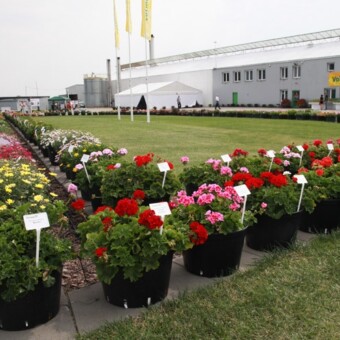 Podczas Dni Otwartych firmy Volmary w Gawartowej Woli zaprezentowano bogatą gamę gatunków i odmian