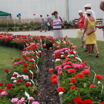 Bardzo efektownie o tej porze roku prezentowały się rabaty obsadzone bylinami i roślinami jednorocznymi 