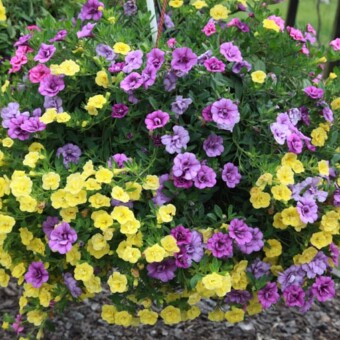 Mix stworzony z calibrachoa Calita Double Trio (Yellow, Blue, Rose)