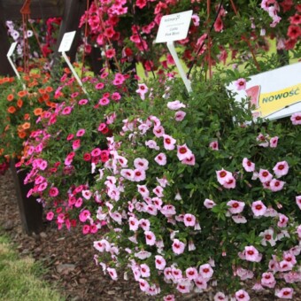 Calibrachoa z grupy Calita
