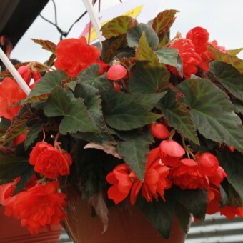 Begonia królewska Belina 'Orange'