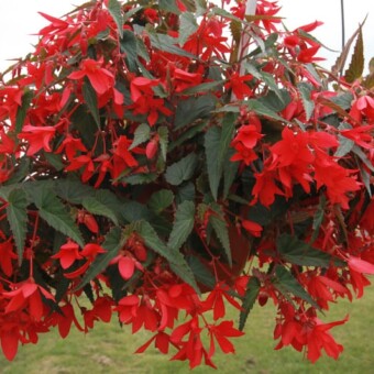Begonia Belladonna 'Coral Red'