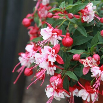 Nowa odmiana fuksji z grupy Fuchsini 'Red White'