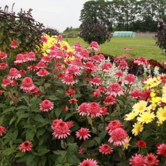 Ukwiecone rabaty z jeżówką Raspberry Truffle® na pierwszym planie
