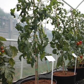 Zaprezentowano kolekcje kilku odmian szczepionych warzyw do uprawy w ogrodach i w pojemnikach  