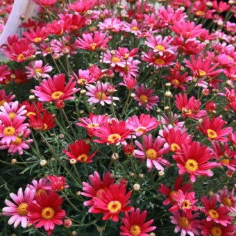 Jedna z nowych odmian argerantemum Percussion ‘Deep Rose’  