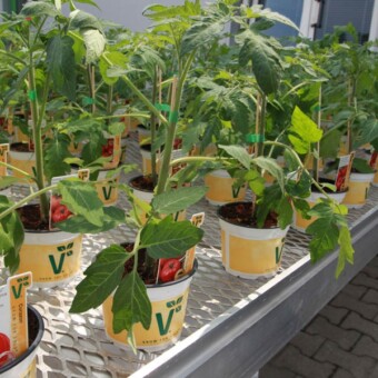 Szczepione pomidory (tu w postaci gotowego do sprzedaży produktu) nabierają popularności jako rośliny ogrodowe  