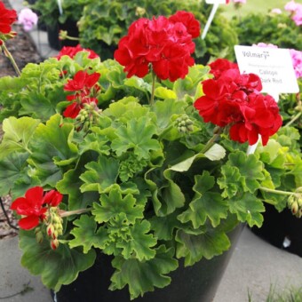 Caliope ‘Dark Blue’  