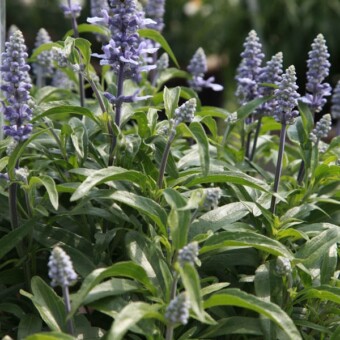 Szałwia omączona z grupy Farina ‘Silver Blue’  
