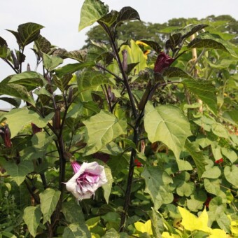 Datura ‘Ballerina Purple’ o pełnych kwiatach uprawiana jako roślina jednoroczna 