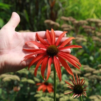 Jeżówka ‘Tomato Soup’ 