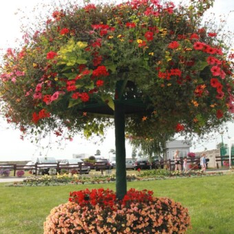 Szczególnie efektownie prezentowały się kompozycje z roślin rabatowych, dolne piętro wypełnioną begonią królewską z grupy Belluga® 