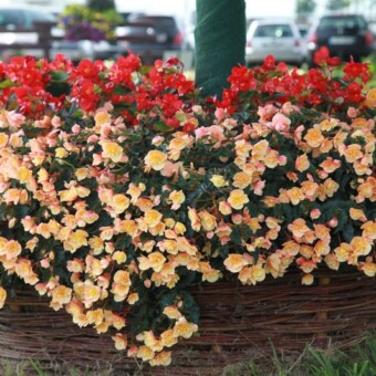 Begonia królewska z grupy Belluga®, fot. 1-20 M.Podymniak