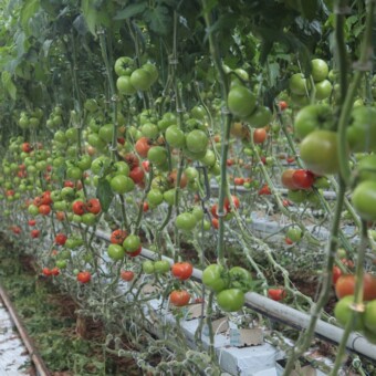 Dominującą odmianą w gospodarstwie Agnieszki i Ernesta Kaźmierczaków jest Growdena F1