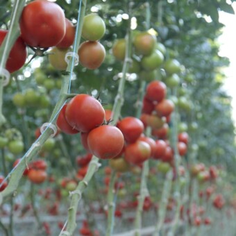 Clavero F1 - propozycja odmiany do zbioru całych gron