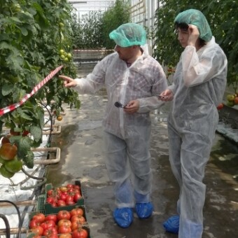 ... oraz prezentując odmiany pomidorów francuskiej firmy Gautier (na zdjęciu wraz z redaktor czasopisma "Pod Osłonami" - Anną Wize)