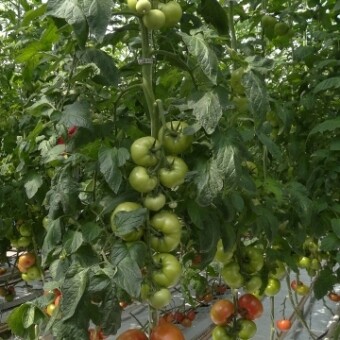 Rośliny testowanej odmiany B123 F1