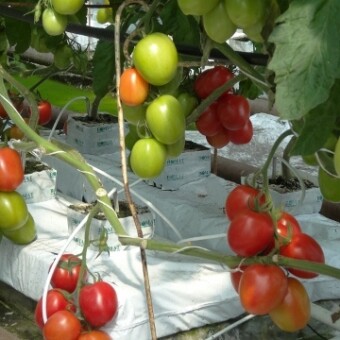 Odmiana śliwkokształtna Cascade F1