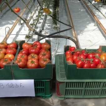 Owoce francuskich odmian