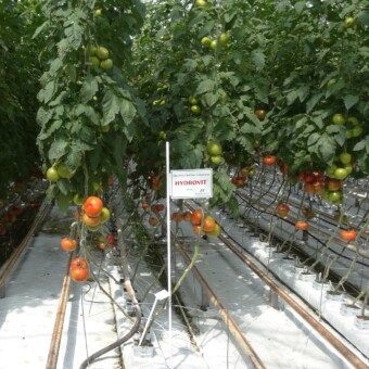 Rośliny w gospodarstwie pp. Matysiaków nawożone były Hydrovitem...