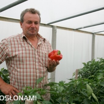 Zdzisław Pająk od wielu lat zajmuje się uprawą papryki, fot. 1-5 M. Podymniak 