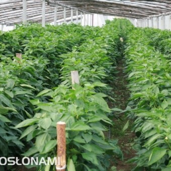 Uprawa papryki w tunelu radomskim tunelu