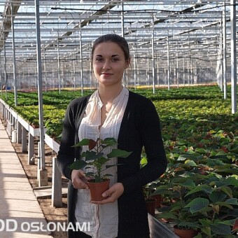 Adrianna Kowalik prezentuje jednopędową roślinę roślinę w doniczce 10 cm (połowa października), fot. 2-5 A. Cecot 