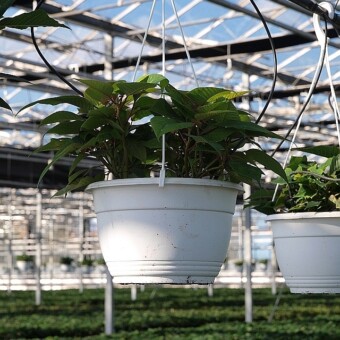 Powszechną formą produkowaną w tym gospodarstwie są wiszące kosze z 3 roślinami