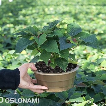 Powodzeniem cieszą się też misy w złotym kolorze, z dobrze rozkrzewionymi roślinami (tu: odmiana 'Mira')