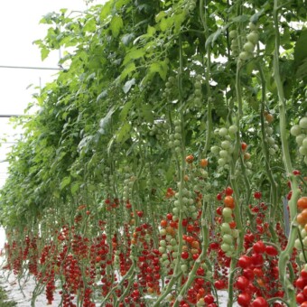 Najpopularniejsze są pomidory typu cherry