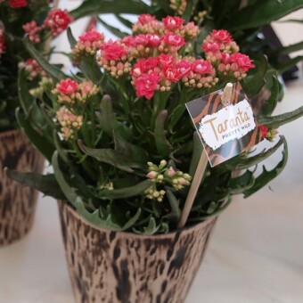 Kalanchoe - odmiana z grupy Taranta