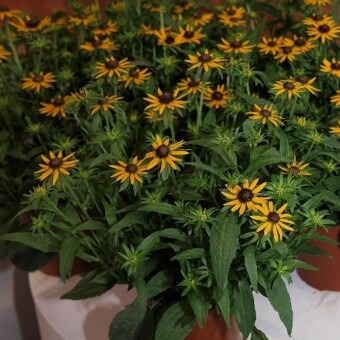 Rudbekia błyskotliwa 'Little Goldstar' z gospodarstwa Panek - brązowa medalistka