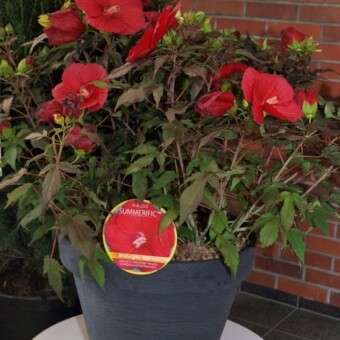 Hibiscus 'Midnight Marvel' z Plantpolu