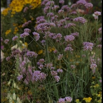 Ważnym elementem "łąki kwietnej" na stoisku J.B. Szmitów była Verbena bonariensis
