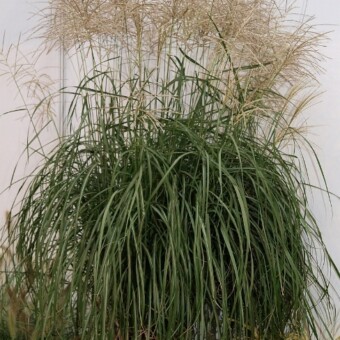 Miskant wyselekcjonowany przez J. Foszczkę