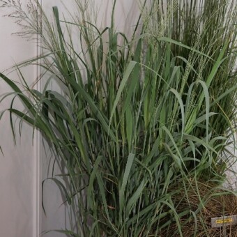 Panicum virgatum 'Dallas Blues'