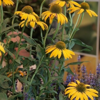 Echinacea 'Daydream'