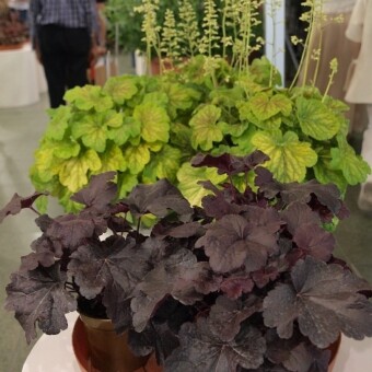 'Creole Night' (na 1.planie) oraz 'Delta Dawn' - jedne z wielu nowych odmian żurawki 