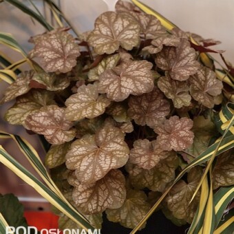 Heuchera 'Brown Sugar' ze stoiska firmy Vitro Warszawa
