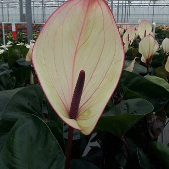 Kwiatostan plennej odmiany nowej generacji - obiecującej kreacji pod numerem 8178, fot. S. Wiśniewski 