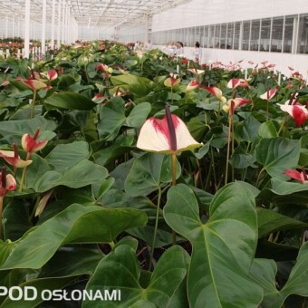 Selekt nr 8309 F1, fot. S. Wiśnewski