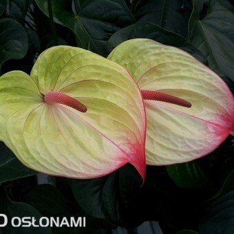 Selekt nr 8408, fot. S. Wiśniewski