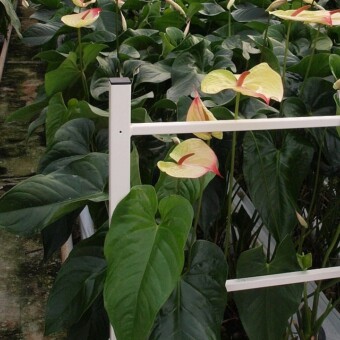 Kreacja nr 8408 na zagonie produkcyjnym, fot. 4-11 A. Cecot