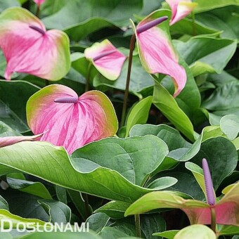 Selekt nr 2240 - plenny