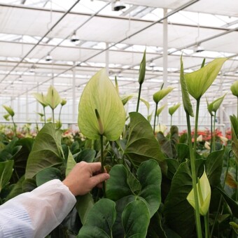 Kreacja nr 8105 - kwiatostany wyraźnie wzniesione nad liśćmi  